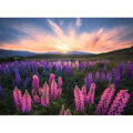 Puzzle Ravensburger 17492 Lupines 500 Peças