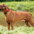 Coleira para Cães Hunter Neopren Vario Vermelho