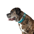 Coleira para Cães Hunter Plus Fio Turquoise Turquesa Tamanho XL (45-70 cm)