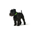 Coleira para Cães Hunter Convenience 47-55 cm L Verde