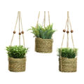 Planta Decorativa Everlands 8 X 12 cm Colar Corda Pvc