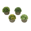 Planta Decorativa Everlands ø 12 cm Vaso