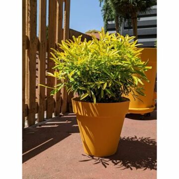 Vaso Riviera Amarelo ø 60 cm