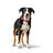 Coleira para Cães Hunter Love Vermelho S/m 38-44 cm